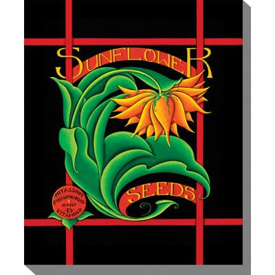 Sunflower Seeds Framed Graphic Art on Wrapped Canvas