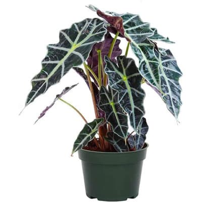 Low Light American Plant Exchange Alocasia Polly, African Mask Plant, Live Houseplant, 6-Inch Pot, Deep Purple Foliage, Perfect for Gifting