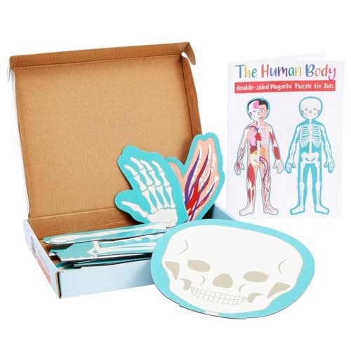 BLUE PANDA 3 ft Magnetic Human Body Puzzle Double-Sided for Kids Anatomy Learning Model with Body Parts & Organs - Image 9