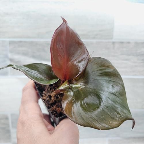 Philodendron 'Red Heart' – Vibrant Heart-Shaped Foliage | Easy-Care Indoor Plant | 3-Inch Pot - Image 5