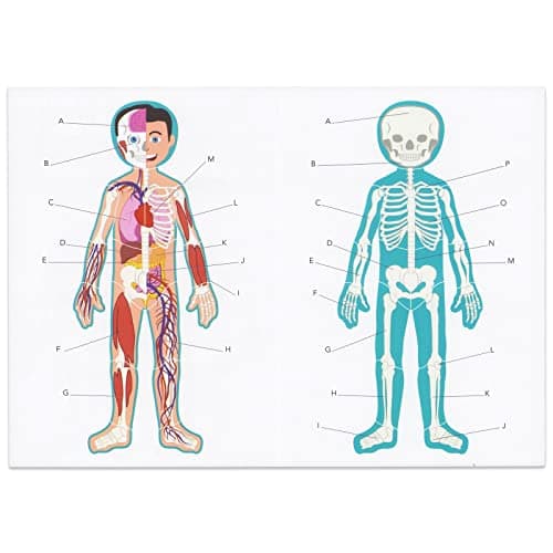 BLUE PANDA 3 ft Magnetic Human Body Puzzle Double-Sided for Kids Anatomy Learning Model with Body Parts & Organs - Image 7