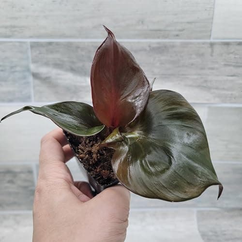 Philodendron 'Red Heart' – Vibrant Heart-Shaped Foliage | Easy-Care Indoor Plant | 3-Inch Pot - Image 4