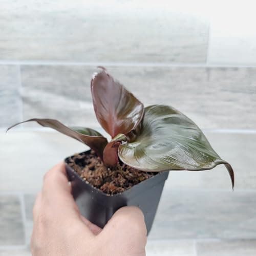 Philodendron 'Red Heart' – Vibrant Heart-Shaped Foliage | Easy-Care Indoor Plant | 3-Inch Pot - Image 7