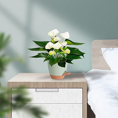Vanslogreen Plant Pots Indoor 7/6.5/6/5.5/5 Inch Self Watering Planters for Indoor Plants with Drainage Hole, Plastic Flower Pots for Succulents, African Violet (Green) - Image 7