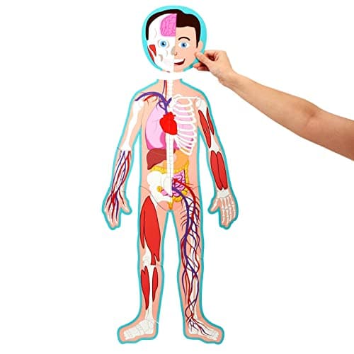BLUE PANDA 3 ft Magnetic Human Body Puzzle Double-Sided for Kids Anatomy Learning Model with Body Parts & Organs - Image 6