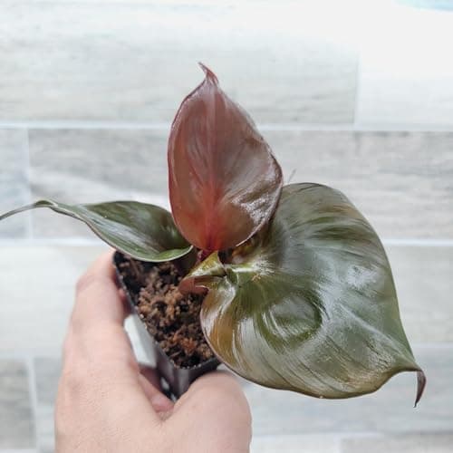 Philodendron 'Red Heart' – Vibrant Heart-Shaped Foliage | Easy-Care Indoor Plant | 3-Inch Pot - Image 6