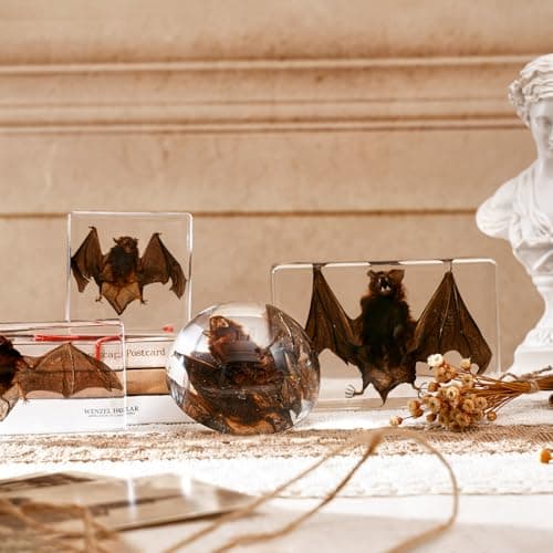 Taxidermy Bat, Real Bat Taxidermy Animals, Oddities Taxidermy, Resin Bat Taxidermy for Science Classroom Specimens Education, Great Gift for Taxidermy, Bat Decor, Oddities, Biology Enthusiasts-3x3x1in - Image 7