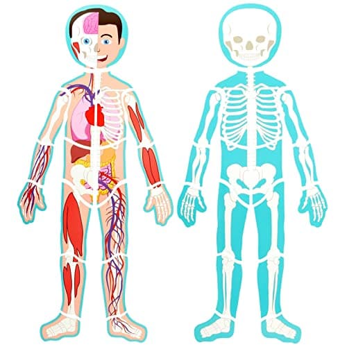 BLUE PANDA 3 ft Magnetic Human Body Puzzle Double-Sided for Kids Anatomy Learning Model with Body Parts & Organs - Image 5