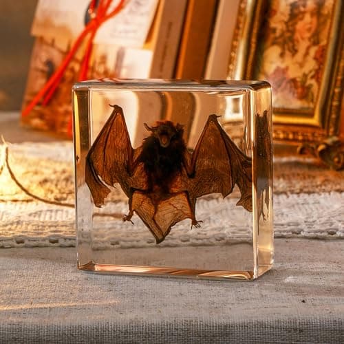 Taxidermy Bat, Real Bat Taxidermy Animals, Oddities Taxidermy, Resin Bat Taxidermy for Science Classroom Specimens Education, Great Gift for Taxidermy, Bat Decor, Oddities, Biology Enthusiasts-3x3x1in - Image 3