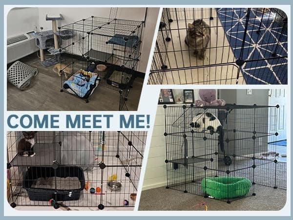 Oneluck 3-Tier Cat Cages Indoor Enclosure DIY Cat Playpen Catio Detachable Metal Wire Kennels Cats Crate Large Extra Exercise Place Ideal for 1 Cat,35.4 Inches - Image 6