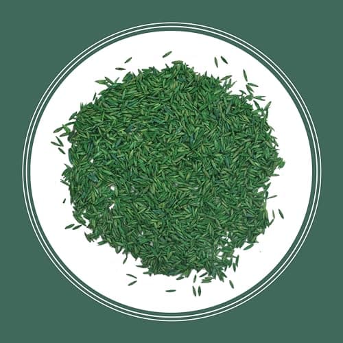 Pennington Kentucky 31 Tall Fescue Penkoted Grass Seed 3 lb - Image 10