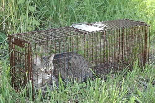 Tru Catch 30LTD Humane Live Animal Trap - Easy & Safe Catch & Release for Cats, Rabbits, & Other Small Animals - Durable Light Duty TNR - (30" L x 11" H x 9" W) - Image 2