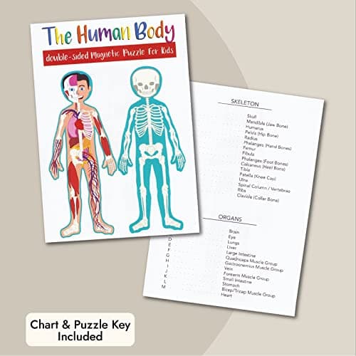 BLUE PANDA 3 ft Magnetic Human Body Puzzle Double-Sided for Kids Anatomy Learning Model with Body Parts & Organs - Image 4