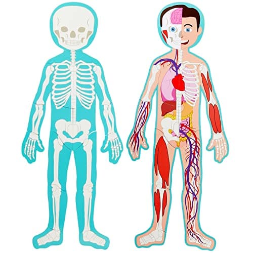 BLUE PANDA 3 ft Large Magnetic Human Body Puzzle for Kids - Double-Sided Skeleton Floor Puzzles for Learning Anatomy, Body Parts & Organs Model - Human Anatomy Puzzle