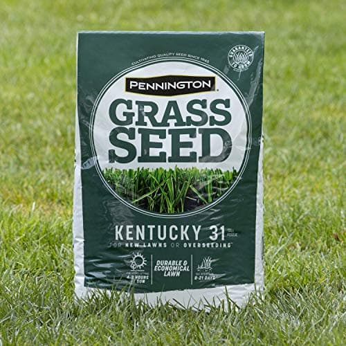 Pennington Kentucky 31 Tall Fescue Penkoted Grass Seed 3 lb - Image 11