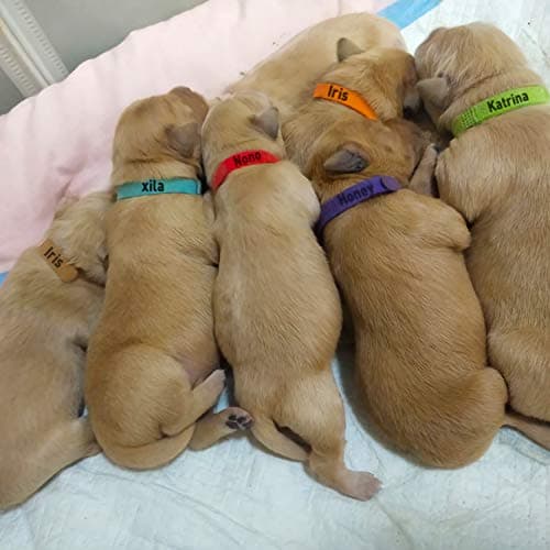15 Pcs Puppy Whelping Collars Newborn Pet Collars Double-sided Soft Adjustable ID Bands Puppy Id Collars for Newborn Pet Dog Cat 15 Colors - Image 7