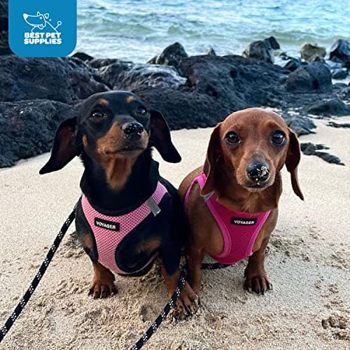 Best Pet Supplies Voyager Step-in Air Harness - All Weather Mesh, Reflective, No Pull Harness for Dogs, Cats - Secure with Hook & Loop Fastener, Buckle, Double D-Rings - Fuchsia, M - Image 9