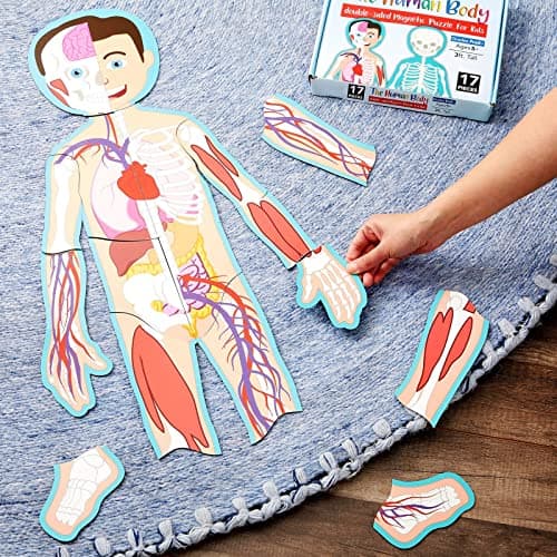 BLUE PANDA 3 ft Magnetic Human Body Puzzle Double-Sided for Kids Anatomy Learning Model with Body Parts & Organs - Image 2