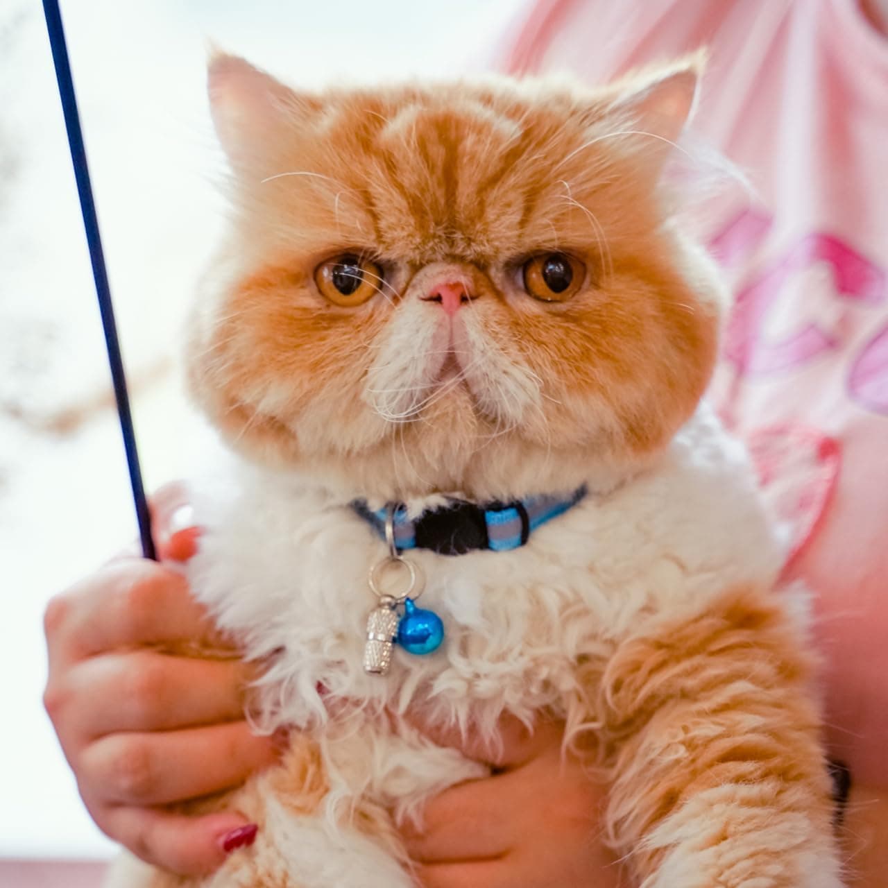 12 Pack Reflective-Breakaway Cat Collars with Bells,Safety Buckle Kitten Collar, with Name Tag, Adjustable,Ideal for Girl Cats Male Cats,Pet Supplies,Stuff,Accessories(12 Colors & 2 ID Tags) - Image 10