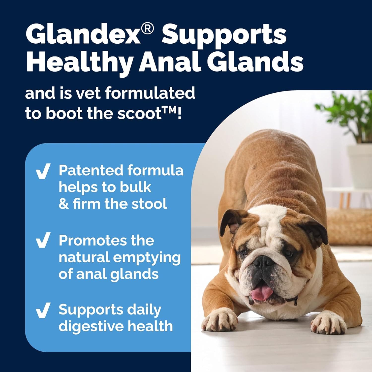 Vetnique Glandex Anal Gland Soft Chew Treats na may Kalabasa para sa mga Enzima ng Tiyan ng Aso, Probiotics Fiber Supplement para sa mga Aso Bo - Image 5