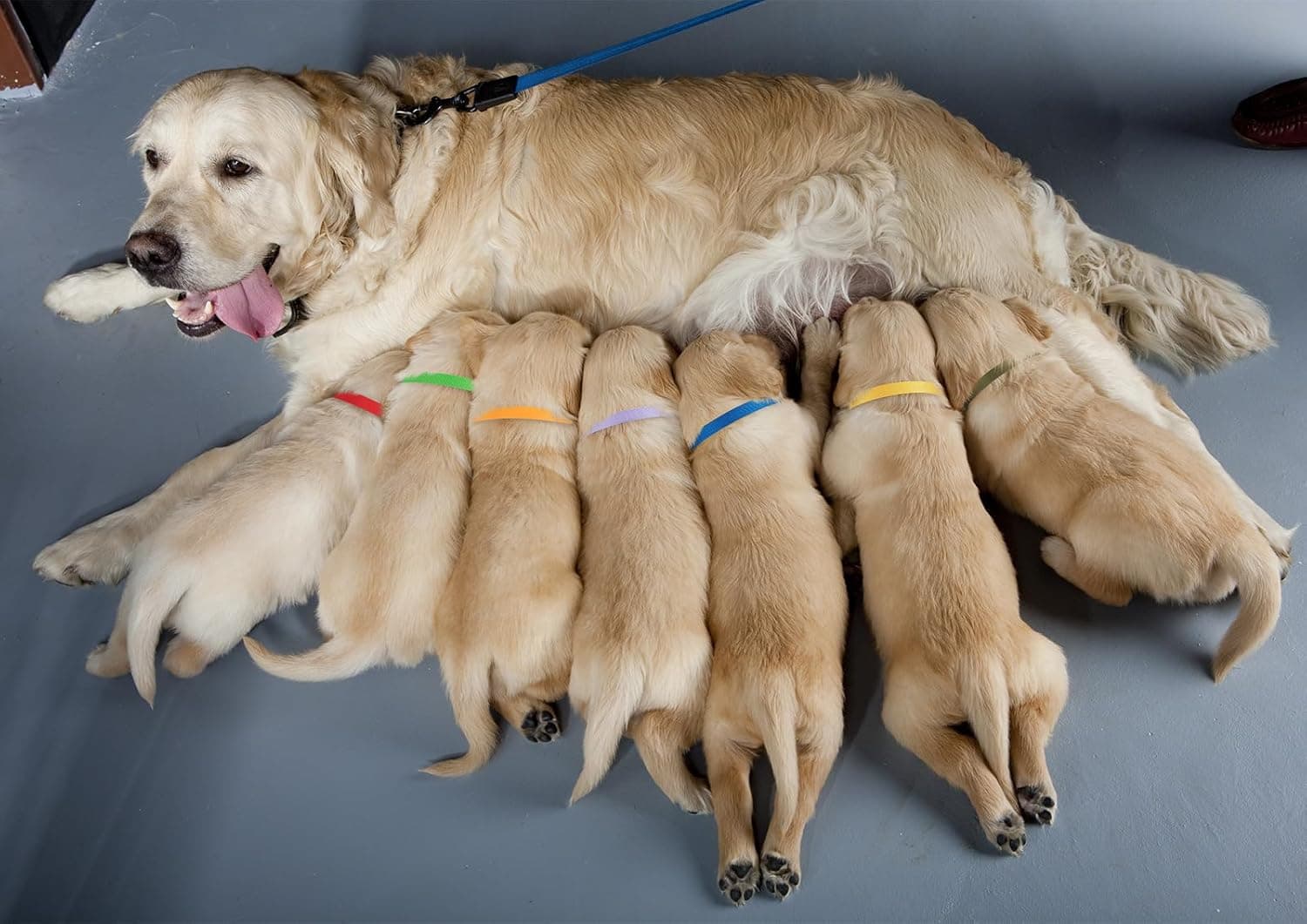 18 Pcs Breakaway Pet Collars,Safety Buckle for Puppy Collars and Kitten Collar,Nylon,Mixed Colors,Adjustable,Ideal for Girl Boy Pet Supplies,Stuff,Accessories(M) M(9''-12'') - Image 6