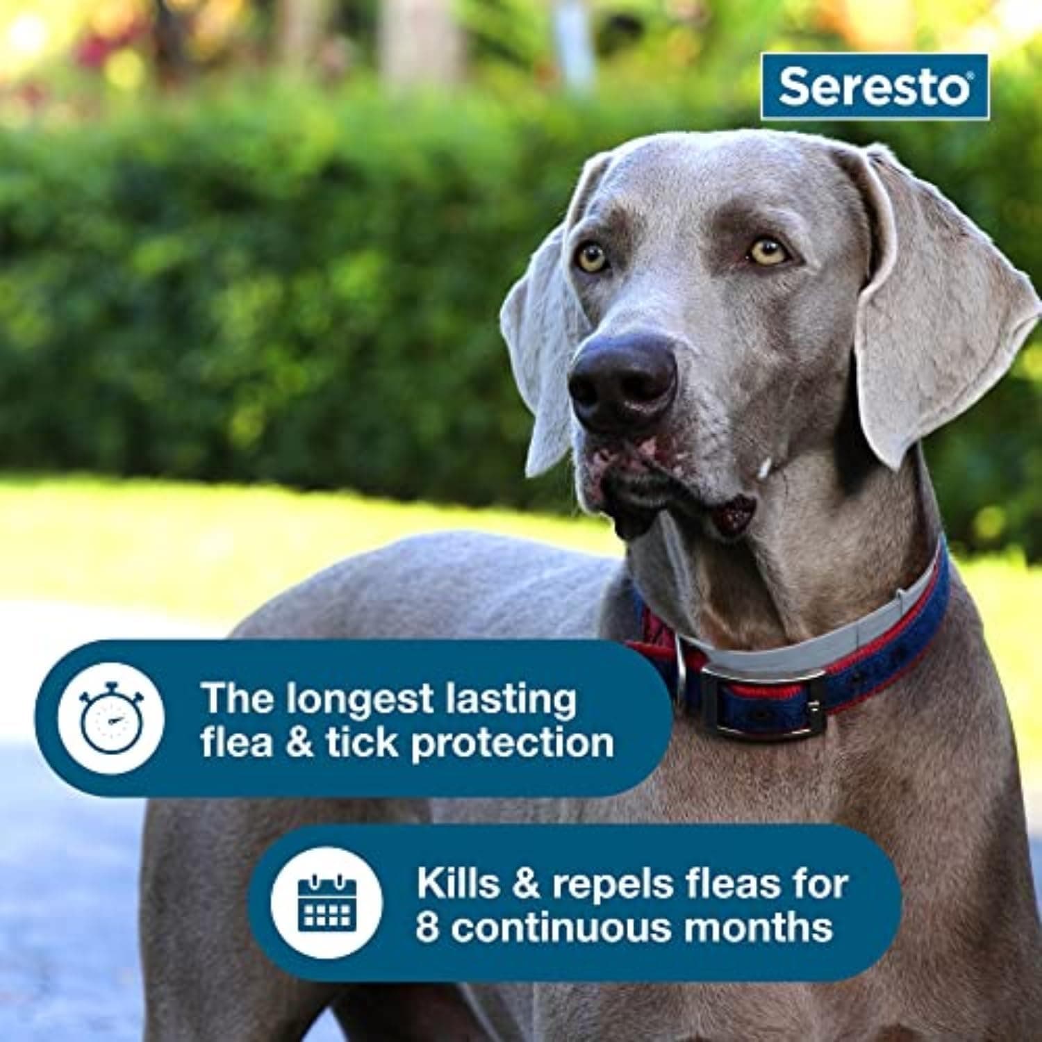 Seresto Large Dog Vet-Recommended Flea & Tick Treatment & Prevention Collar for Dogs Over 18 lbs. | 8 Months Protection 1 Pack - Image 7