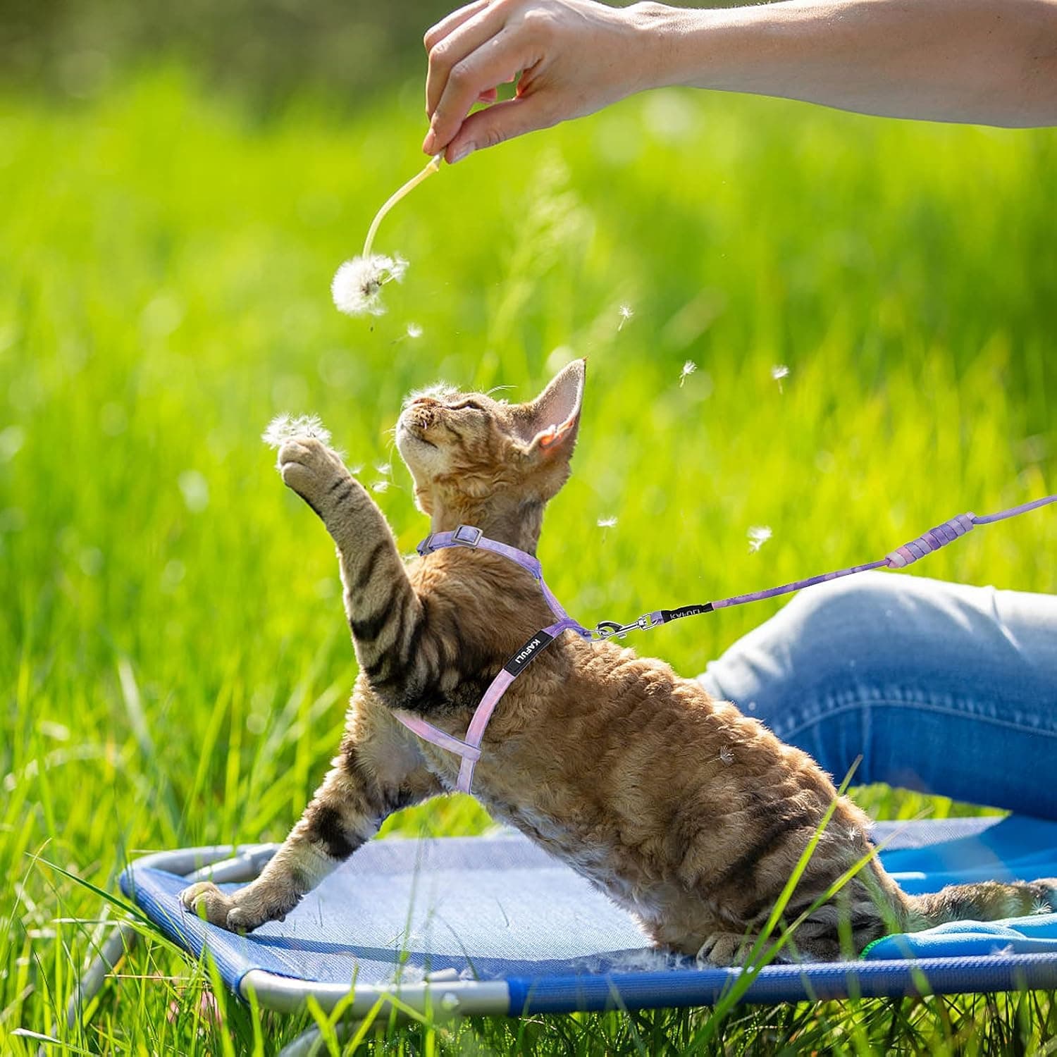 TIESOME Cat Harness and Leash Set, Adjustable Gradient Kitten Harness Escape Proof Harness with Leash for Kitty Outdoor Walking (Gradient Purple) - Image 6