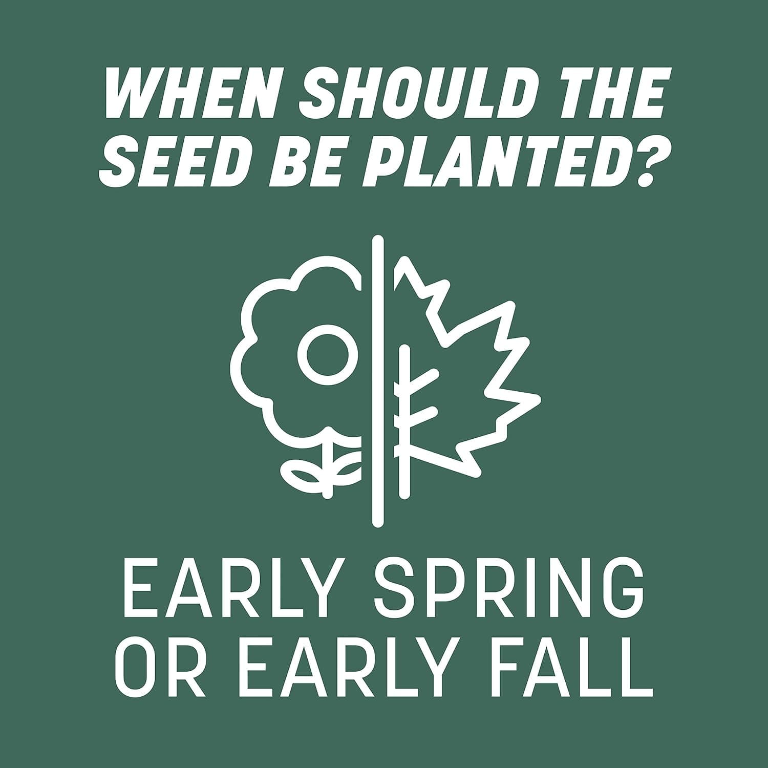 Pennington Kentucky 31 Tall Fescue Penkoted Grass Seed 3 lb - Image 10