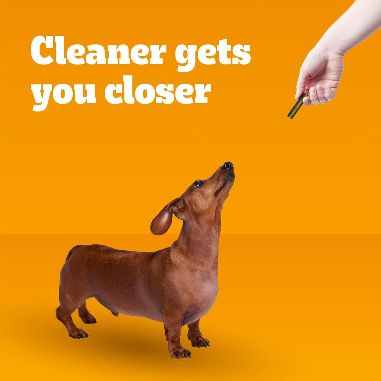 Pedigree Dentastix Masticables Dentales para Perros, Golosinas para Perros de Raza Pequeña y Juguete, Sabor Fresco, Bolsa de 1.54 lb. (102 Golosinas en Total) Menta 102 Contenido (Paquete de 1) - Image 6