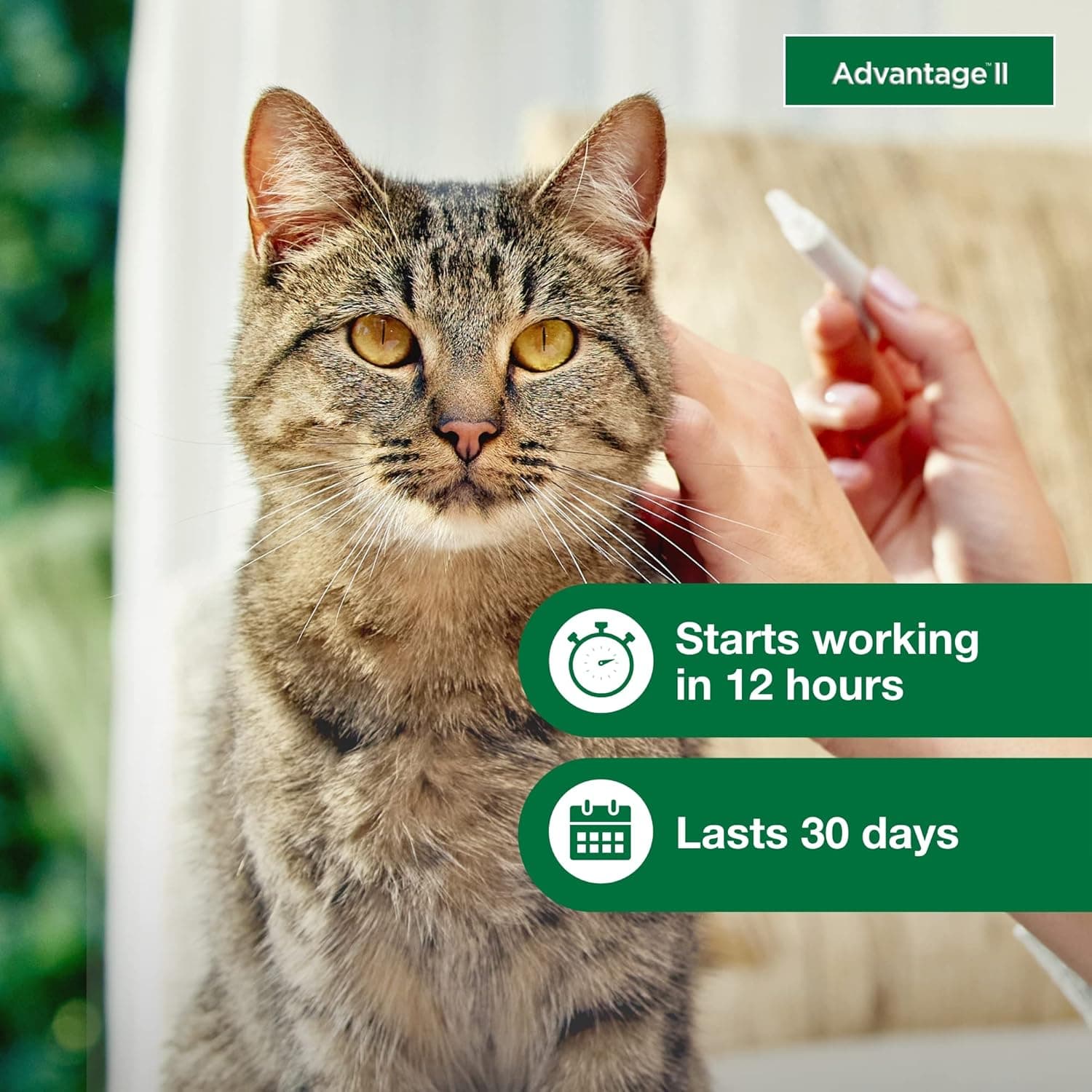 Advantage II Large Cat Vet-Recommended Flea Treatment & Prevention | Cats Over 9 lbs. | 2-Month Supply 2-Pack - Image 5