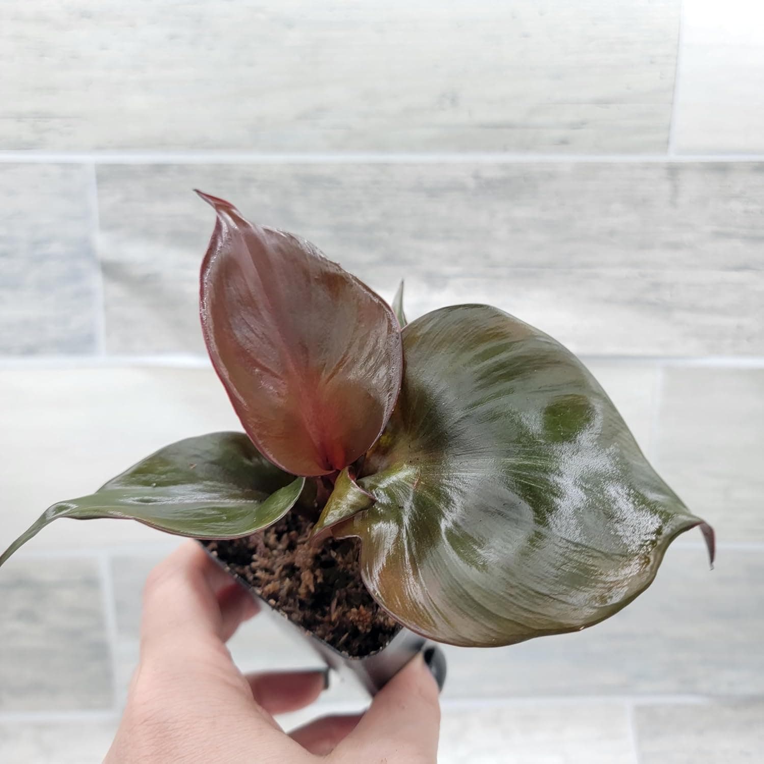 Philodendron 'Red Heart' – Vibrant Heart-Shaped Foliage | Easy-Care Indoor Plant | 3-Inch Pot - Image 9