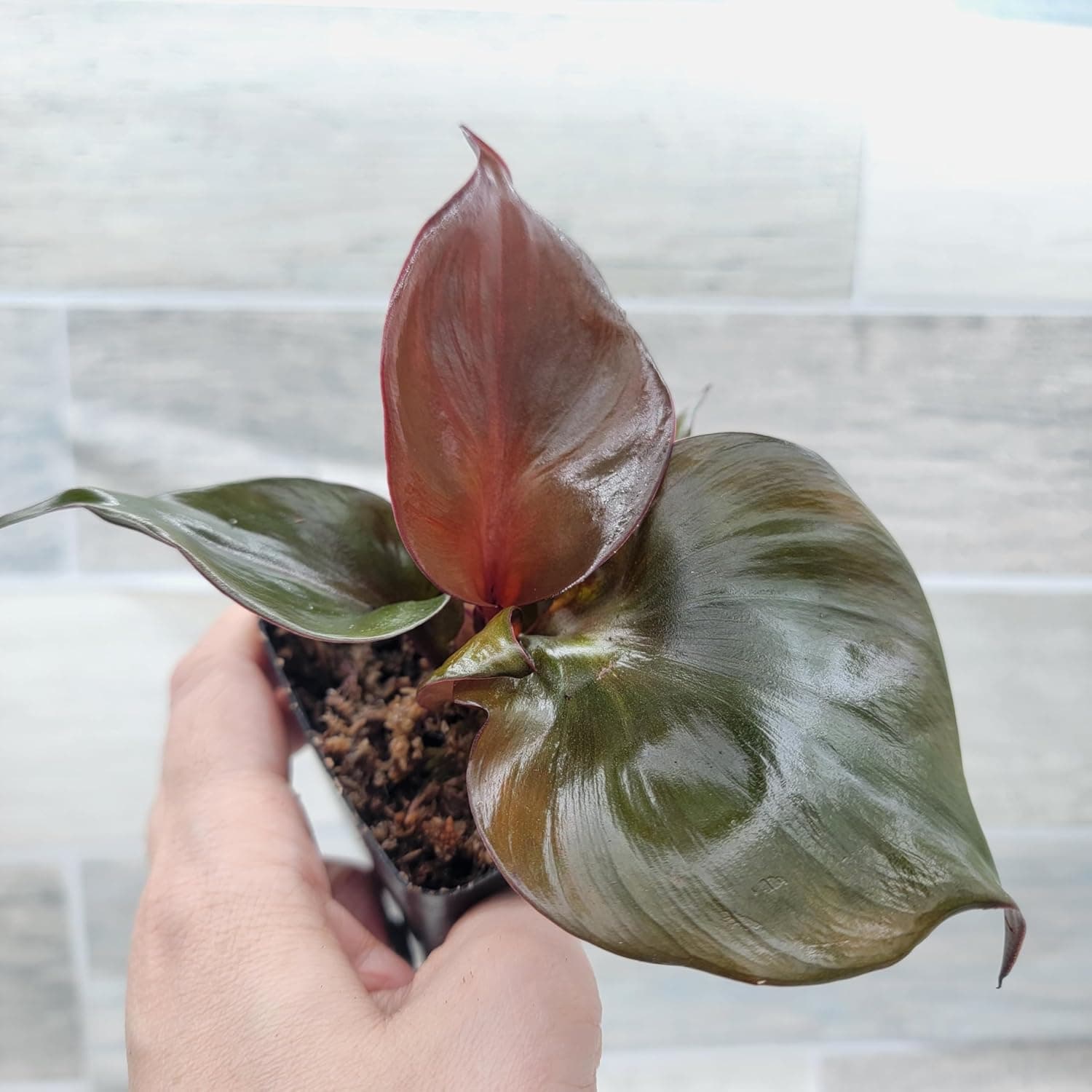 Philodendron 'Red Heart' – Vibrant Heart-Shaped Foliage | Easy-Care Indoor Plant | 3-Inch Pot - Image 6