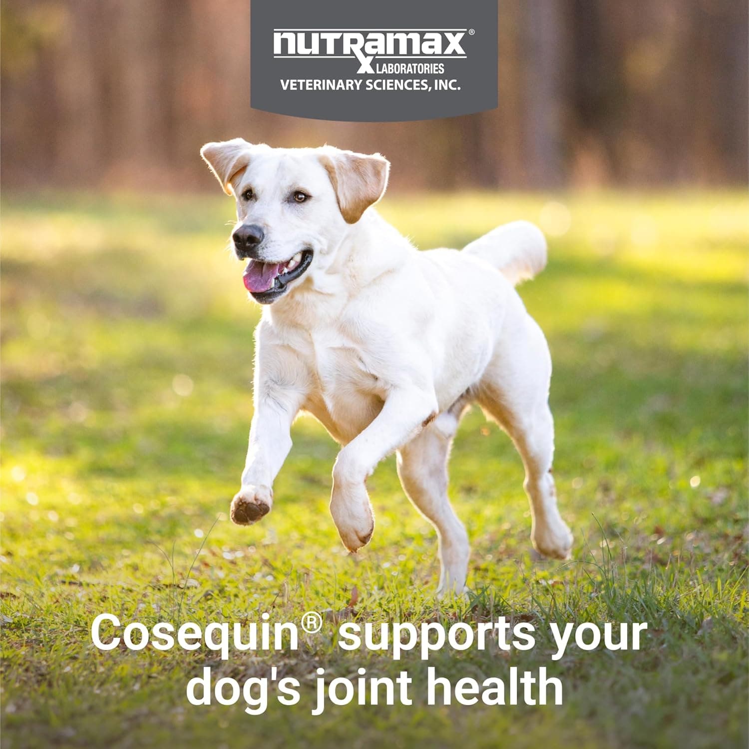 Nutramax Cosequin for Dogs Joint Health Supplement, Contains Glucosamine for Dogs, Plus Chondroitin and MSM, Supports Healthy Joints, For All Breeds and Sizes, Chewable Tablets, 132 Count MSM 132 count - Image 4