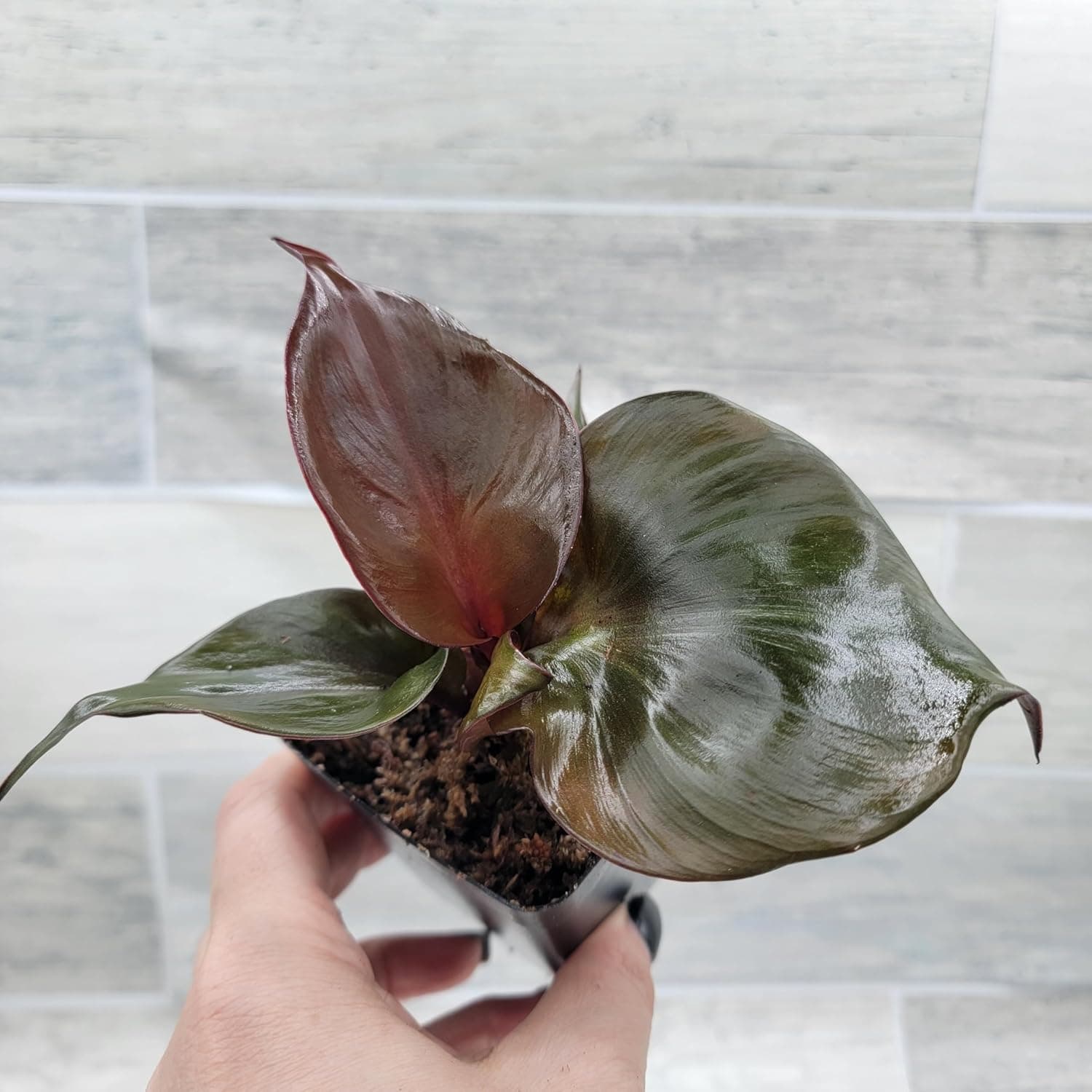 Philodendron 'Red Heart' – Vibrant Heart-Shaped Foliage | Easy-Care Indoor Plant | 3-Inch Pot - Image 3