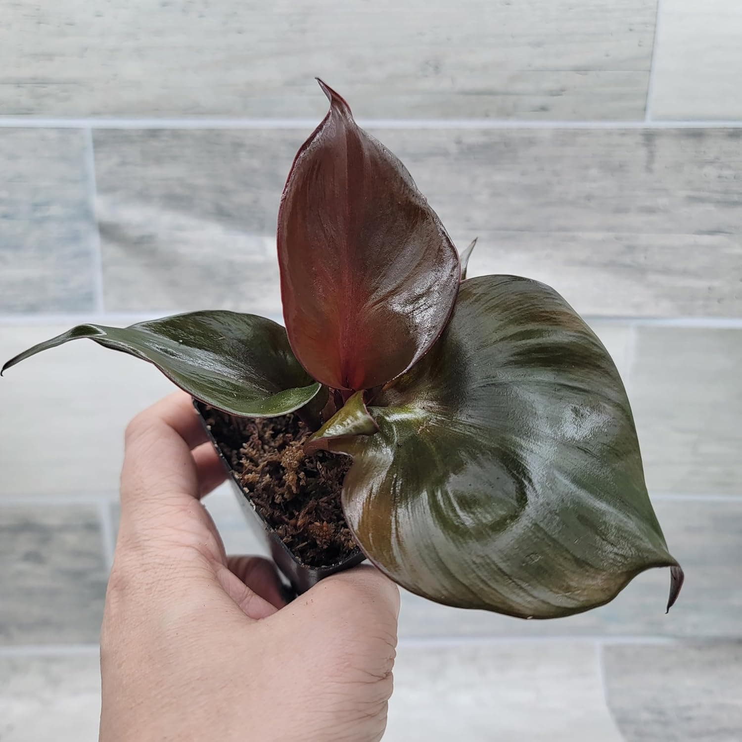 Philodendron 'Red Heart' – Vibrant Heart-Shaped Foliage | Easy-Care Indoor Plant | 3-Inch Pot - Image 5