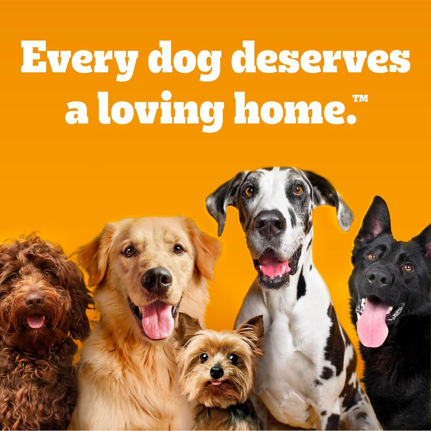 Pedigree Choice Cuts in Gravy Adult Canned Soft Wet Dog Food, Beef & Country Stew, 13.2 oz. Cans (12 Count, Pack of 1) Variety: Beef & Country Stew 12 Count (Pack of 1) - Image 15