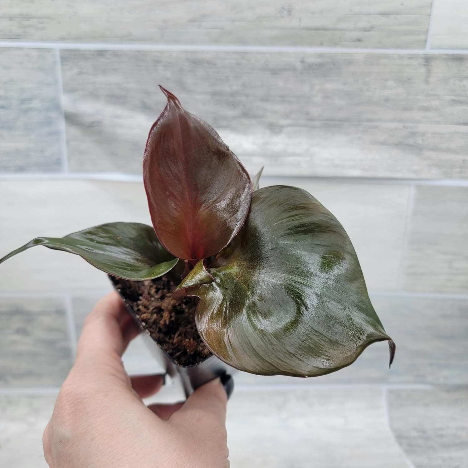 Philodendron 'Red Heart' – Vibrant Heart-Shaped Foliage | Easy-Care Indoor Plant | 3-Inch Pot - Image 2