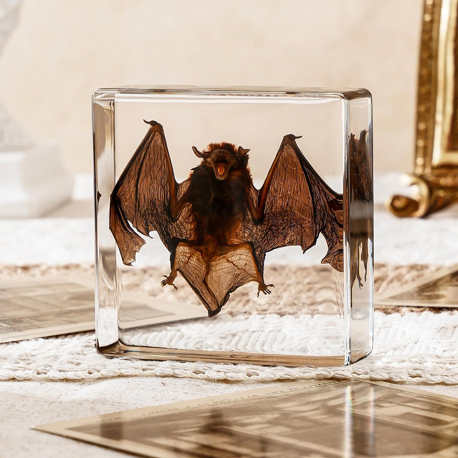 Taxidermy Bat, Real Bat Taxidermy Animals, Oddities Taxidermy, Resin Bat Taxidermy for Science Classroom Specimens Education, Great Gift for Taxidermy, Bat Decor, Oddities, Biology Enthusiasts-3x3x1in transparent resin bat taxidermy