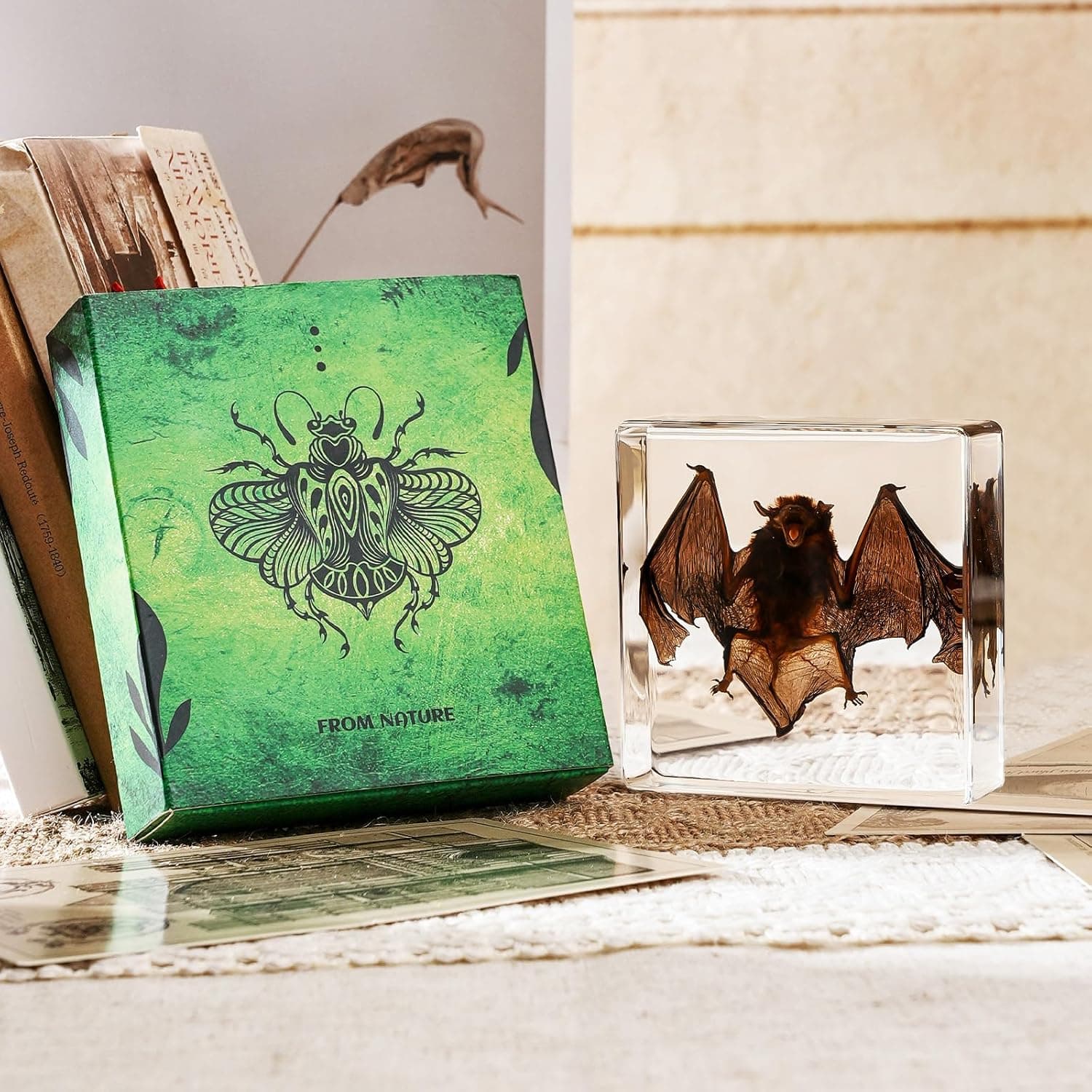 Taxidermy Bat, Real Bat Taxidermy Animals, Oddities Taxidermy, Resin Bat Taxidermy for Science Classroom Specimens Education, Great Gift for Taxidermy, Bat Decor, Oddities, Biology Enthusiasts-3x3x1in transparent resin bat taxidermy - Image 5