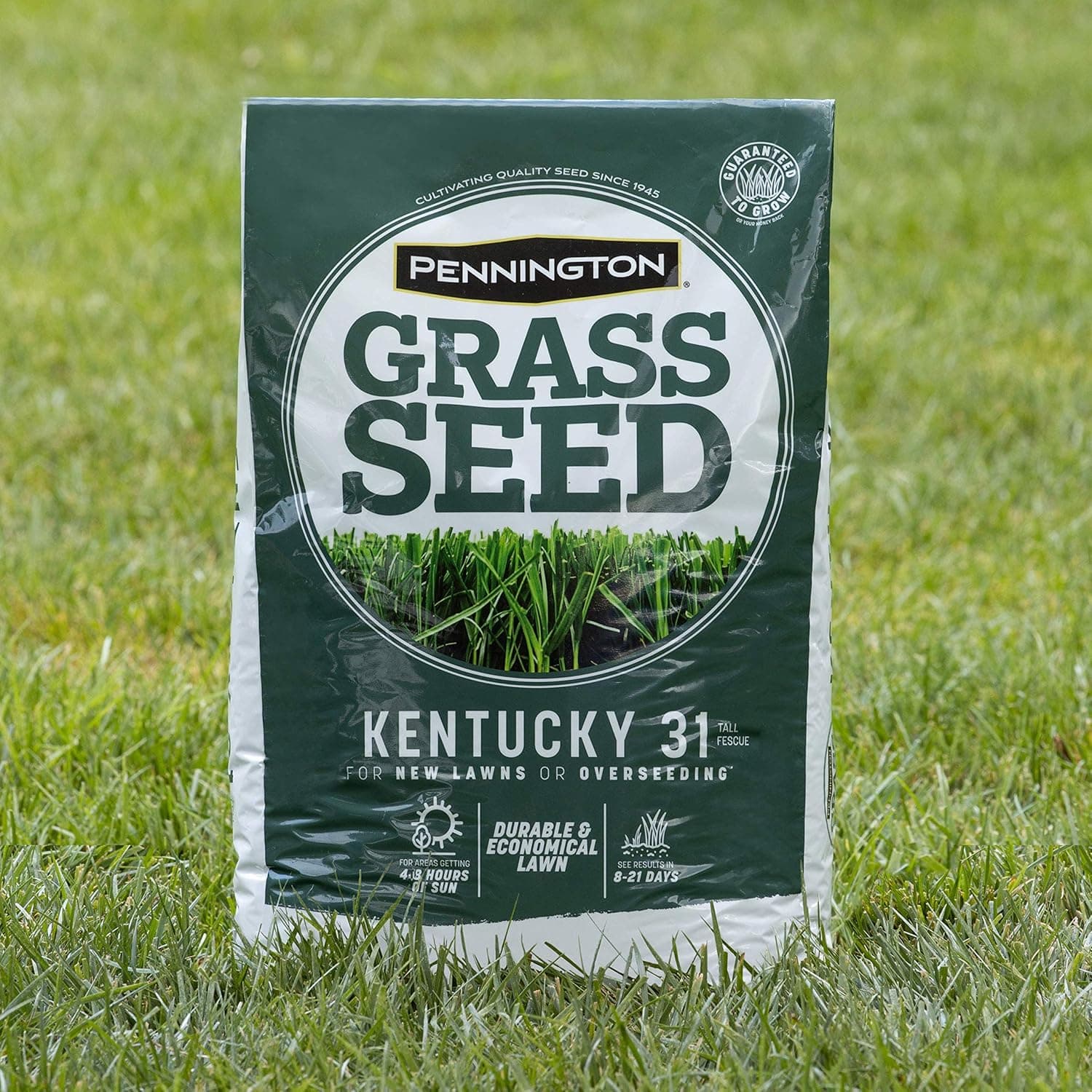 Pennington Kentucky 31 Tall Fescue Penkoted Grass Seed 3 lb - Image 12