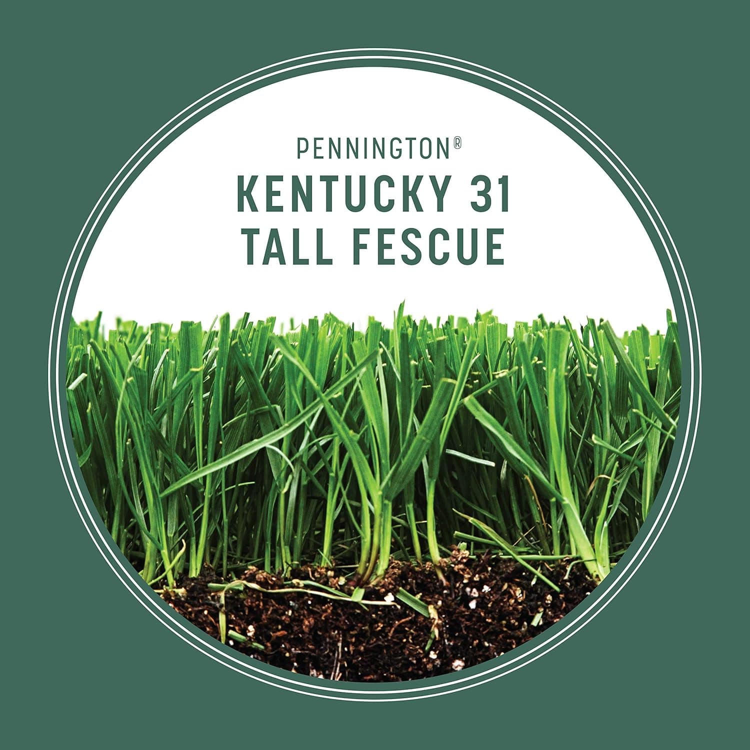 Pennington Kentucky 31 Tall Fescue Penkoted Grass Seed 3 lb - Image 4
