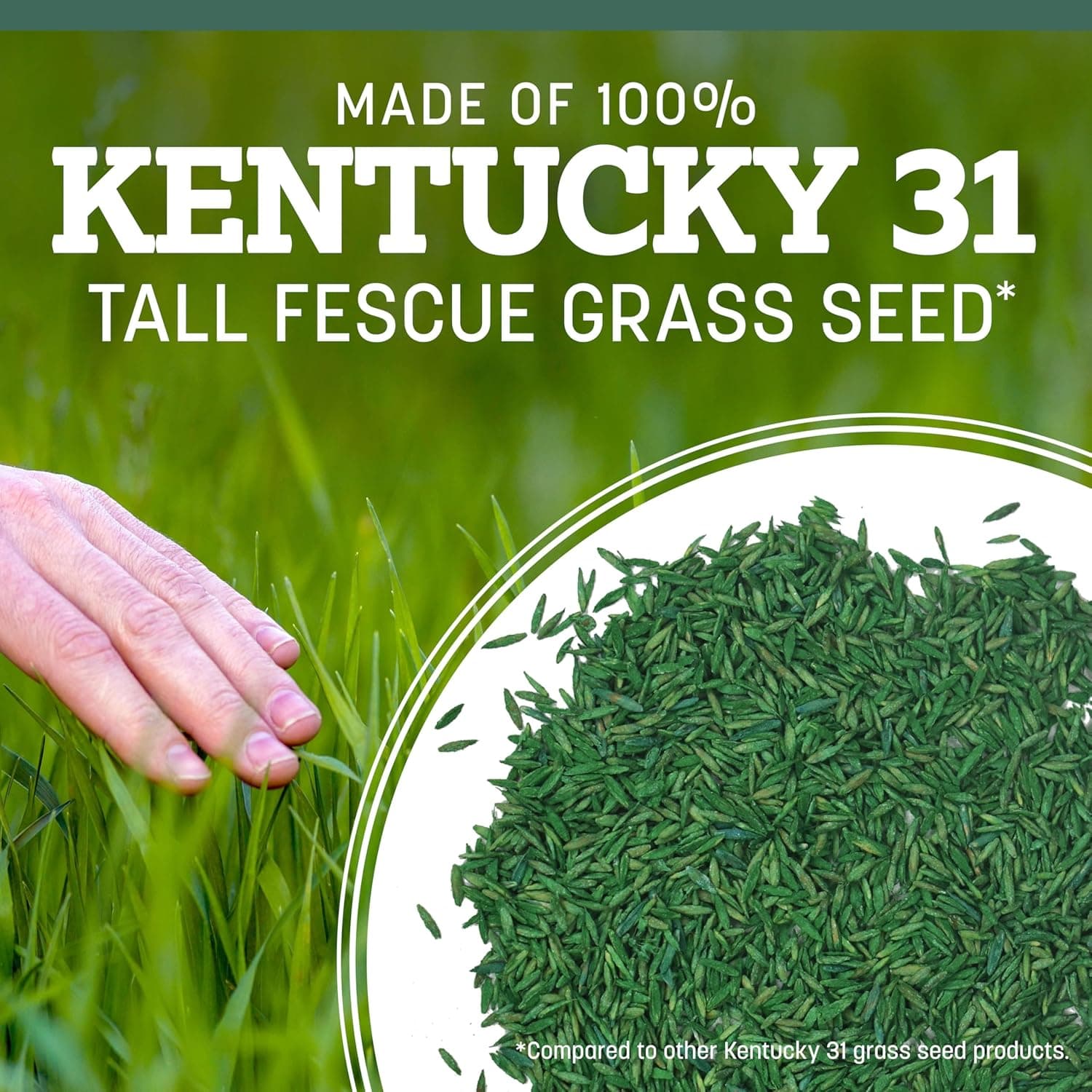 Pennington Kentucky 31 Tall Fescue Penkoted Grass Seed 3 lb - Image 6