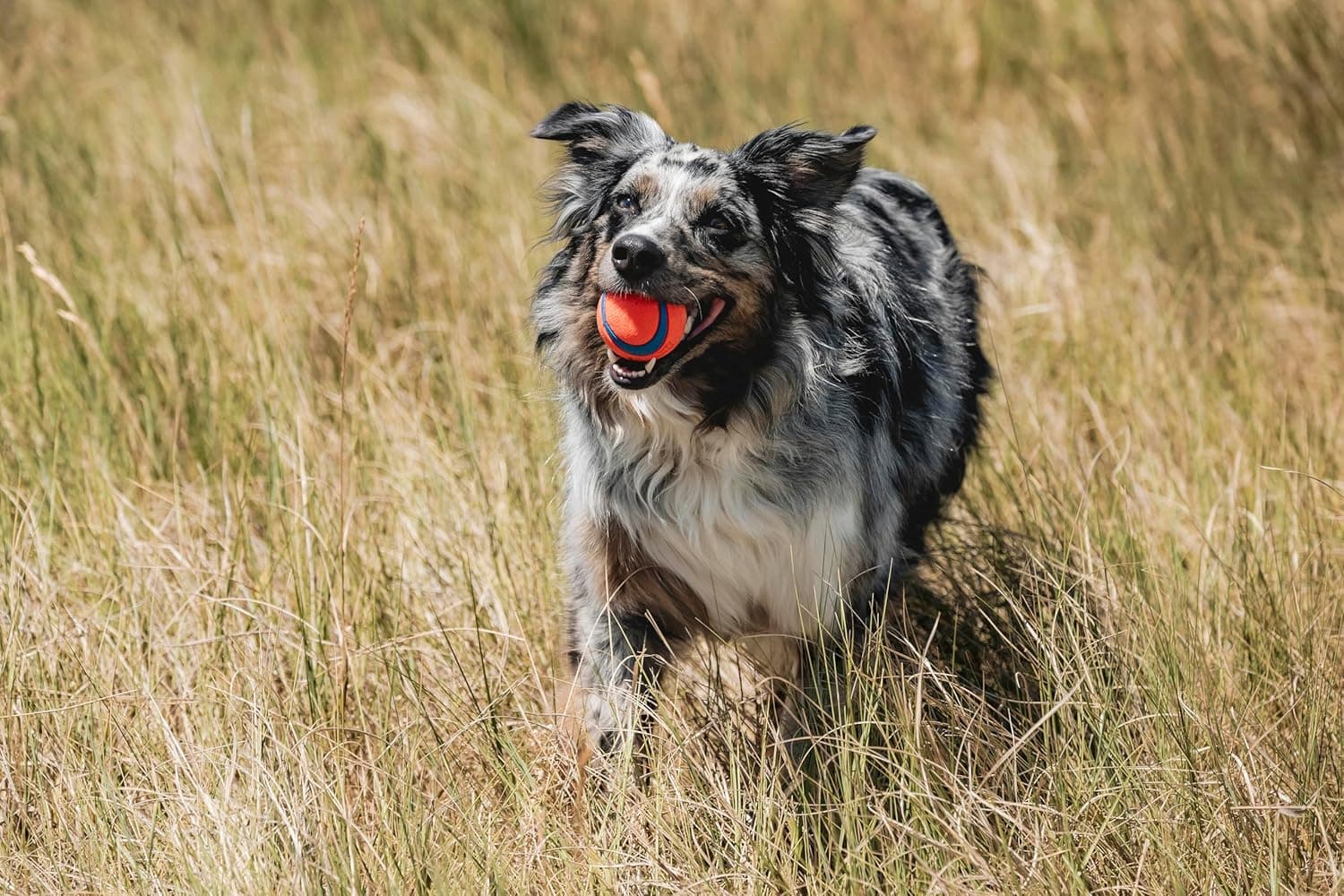 Chuckit! Ultra Ball Dog Toy - Medium Bouncy Fetch Balls For Dogs 20-60 lbs - Made from Durable Rubber - Floating Water Pet Toys - Size Medium - 2.5-inch Diameter - Pack of 2 Medium Medium (2 Pack) - Image 3