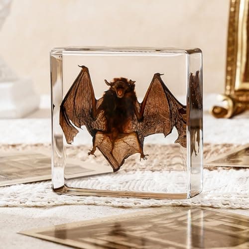 Taxidermy Bat, Real Bat Taxidermy Animals, Oddities Taxidermy, Resin Bat Taxidermy for Science Classroom Specimens Education, Great Gift for Taxidermy, Bat Decor, Oddities, Biology Enthusiasts-3x3x1in