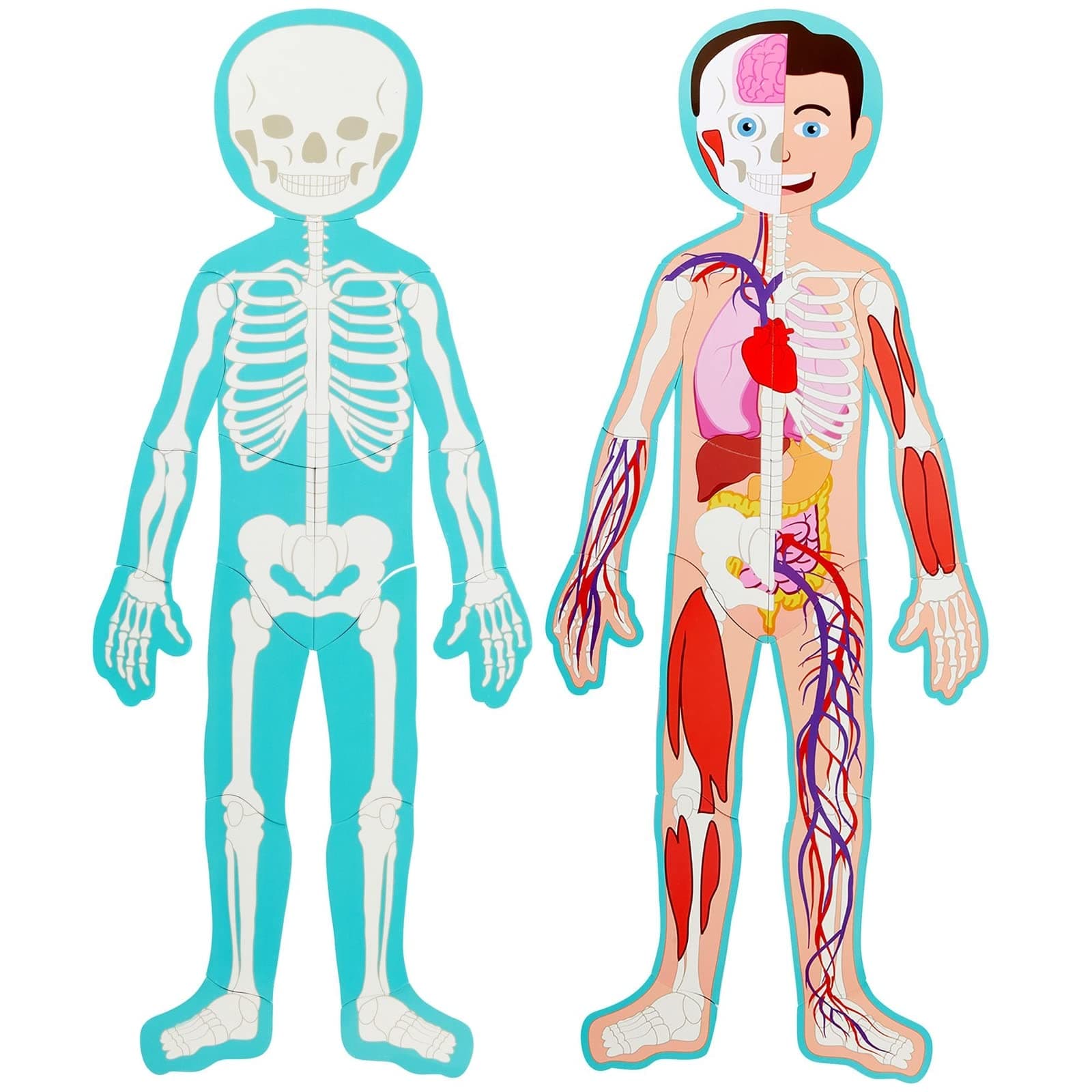 Blue Panda Interactive Magnetic Human Body Model - 3 ft, 17-Piece Double-Sided Anatomy Set for Kids - Human Anatomy with Organs, Educational Skeleton & Body Parts